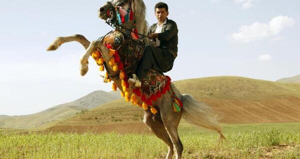 عکس اسب کردی