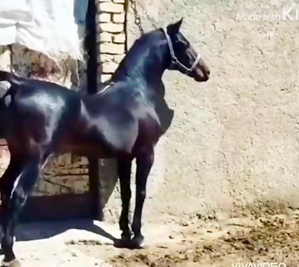 عکس اسب کردی