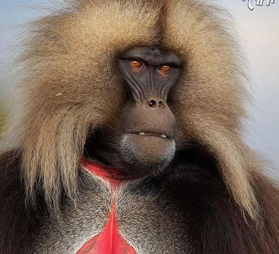 عکس میمون اخمو