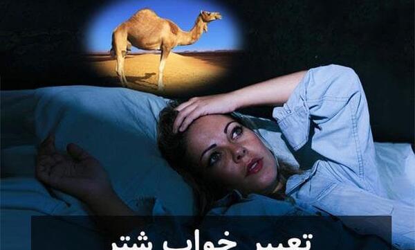 عکس شتر کوهان دار