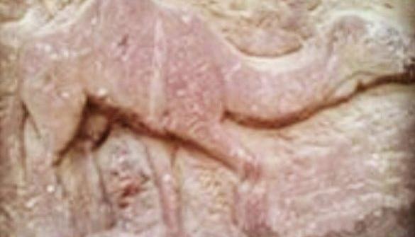 عکس شتر کوهان دار