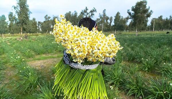 عکس یک شاخه گل نرگس