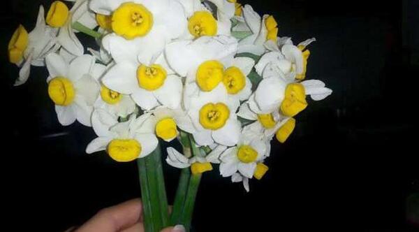 عکس یک شاخه گل نرگس