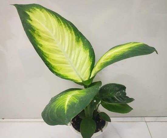 عکس گل دیفن