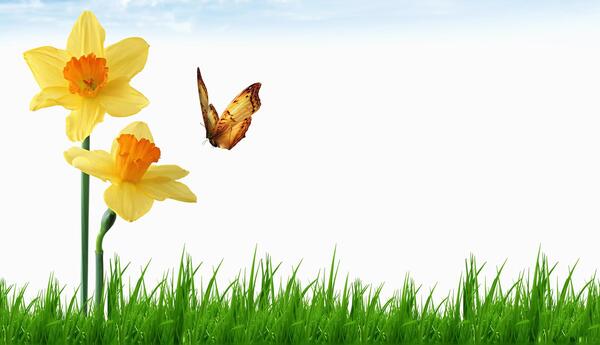 عکس گل های کارتونی زیبا