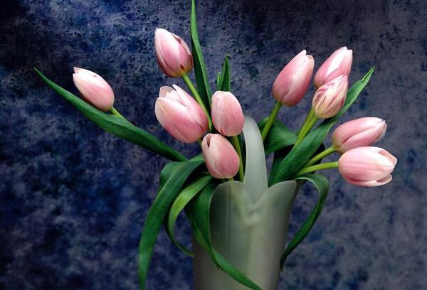 عکس گل های کارتونی زیبا