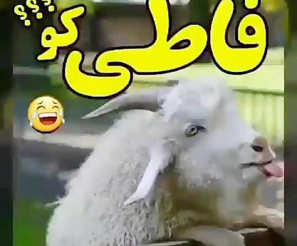 عکس خنده دار فاطی