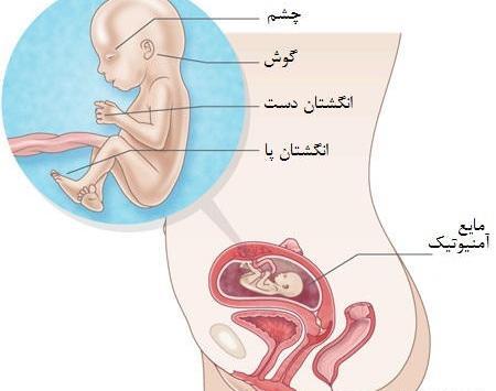 عکس بچه چهار ماهه در شکم مادر