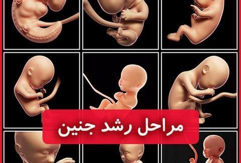 عکس بچه چهار ماهه در شکم مادر