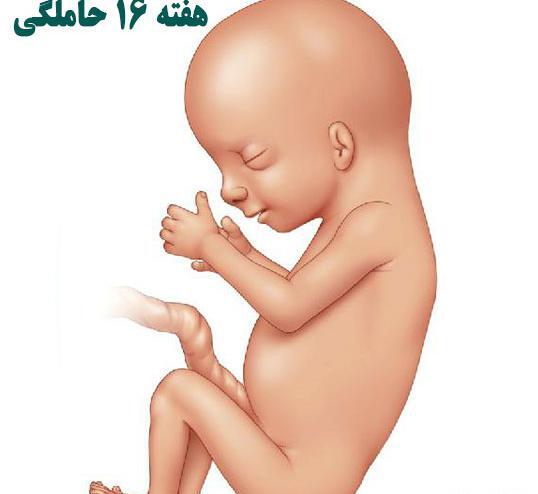عکس بچه چهار ماهه در شکم مادر