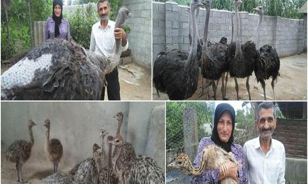 عکس شترمرغ آفریقایی