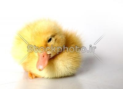 عکس بچه اردک