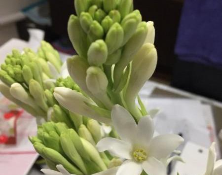 عکس گل مریم و گل نرگس