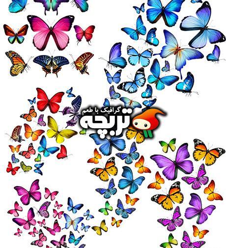 عکس پروانه گرافیکی