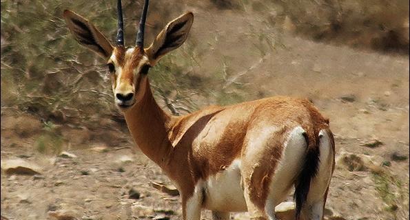 عکس آهوی نر