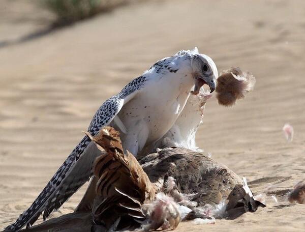 عکس بچه شاهین