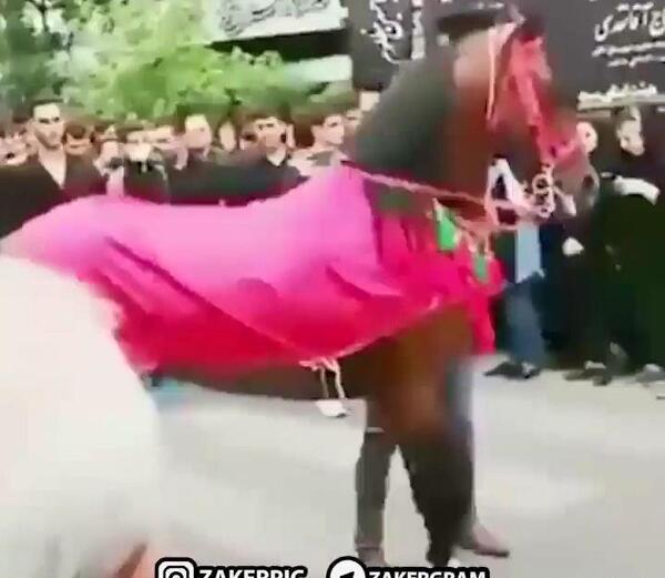 عکس اسب یزید