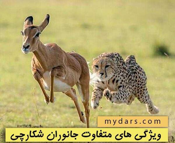 عکس حیوانات شکارچی