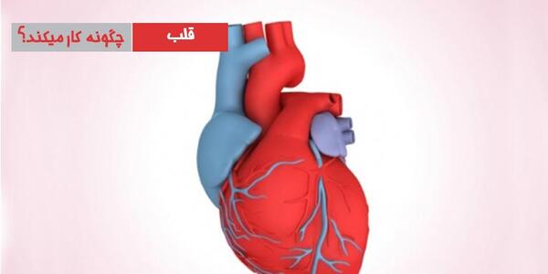 عکس هایی درباره ی قلب انسان