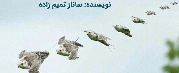 عکس لانه شاهین