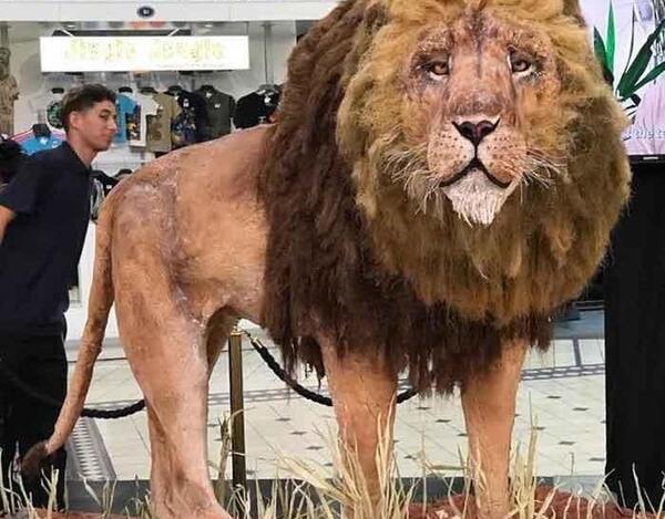 عکس کیک غول آسا