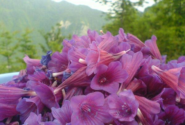 عکس گاو زبون دراز