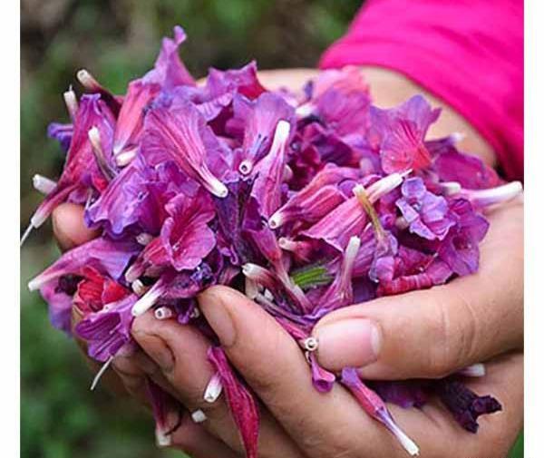 عکس گاو زبون دراز