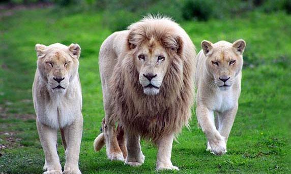 عکس شیر های زیبا
