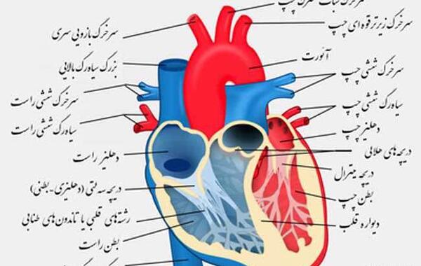عکس قلب انسان کلاس چهارم