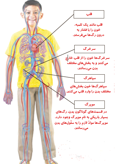 عکس قلب انسان کلاس چهارم