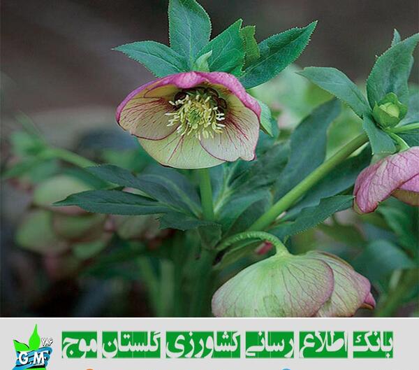 عکس گل دو لپه ای