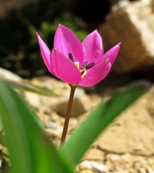 عکس گل دو لپه ای
