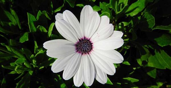 عکس گل دو لپه ای