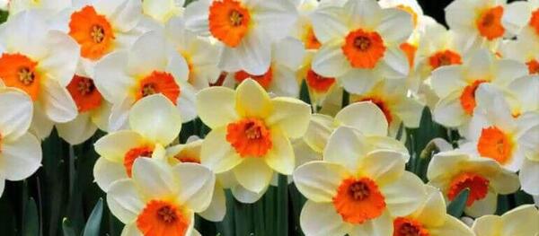 عکس گل دو لپه ای