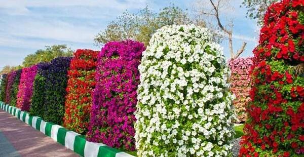 باغ گل عکس گل های زیبای جهان