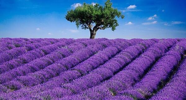 باغ گل عکس گل های زیبای جهان