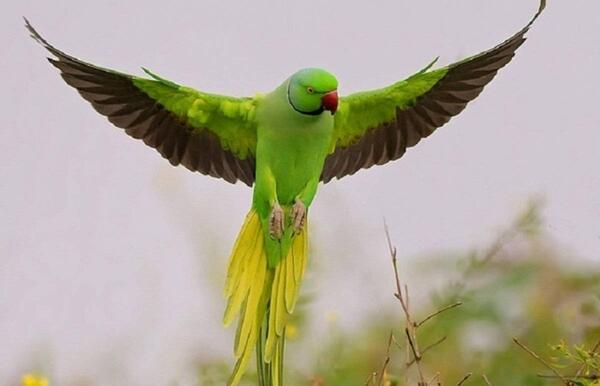 عکس طوطی شگفت انگیز
