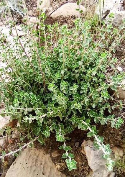 عکس از آویشن کوهی