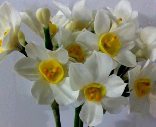 عکس گل نرگس با خمیر چینی
