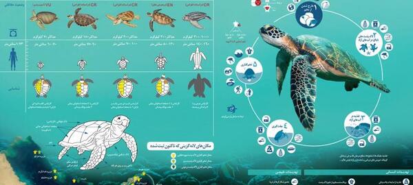 عکس لاک پشت سبز