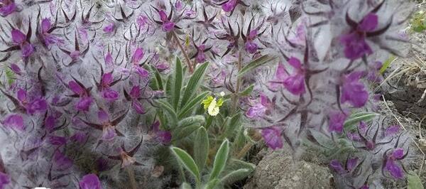 عکس چای پشمی