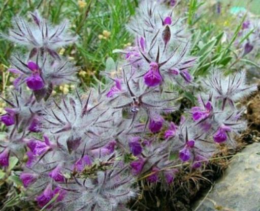 عکس چای پشمی