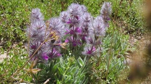 عکس چای پشمی