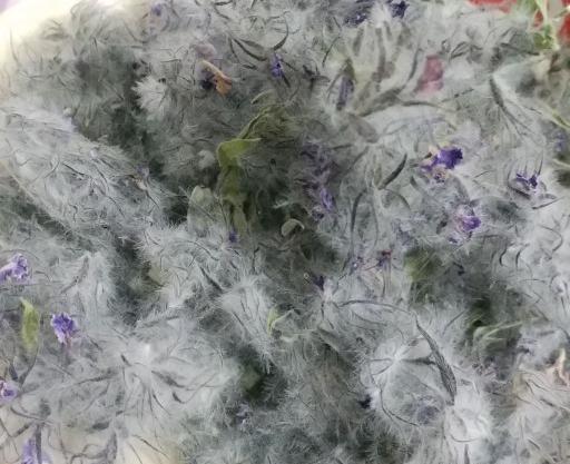 عکس چای پشمی
