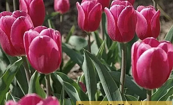 عکس گل لاله در خانه