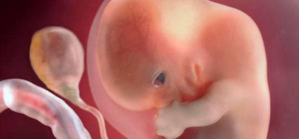 عکس جنین هفته به هفته در شکم مادر