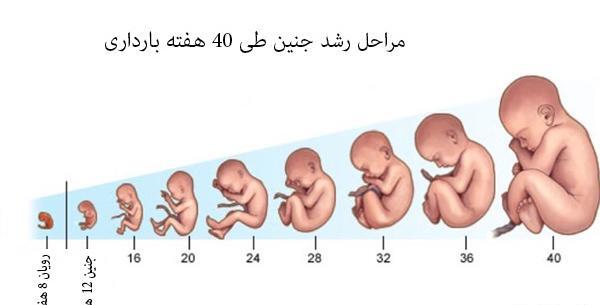 عکس جنین هفته به هفته در شکم مادر