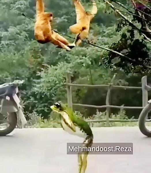 عکس رضا مهماندوست