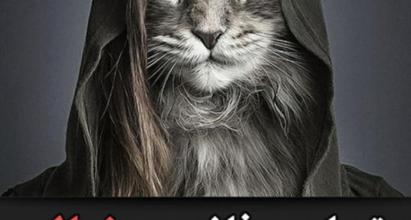 عکس حیوانات ناز برای پروفایل