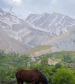 عکس اسب روستایی